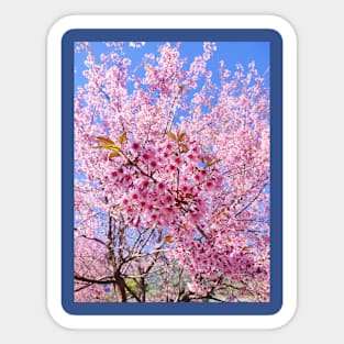 Beautiful pink flowers Sticker